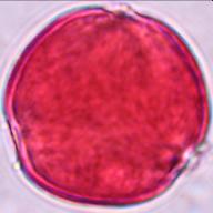 diversifolius 